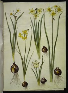 Poetisk narcissus (pinselilje); Narcissus triandrus (orkide-narcissus); Narcissus ×mediluteus (toblomstret narcissus) af Hans Simon Holtzbecker