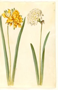 Narcissus pseudonarcissus (påskelilje) af Hans Simon Holtzbecker