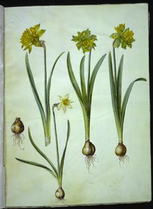 Narcissus pseudonarcissus; Narcissus? ×usammenlignelig (har-narcissist) af Hans Simon Holtzbecker