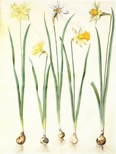 Narcissus pseudonarcissus, Narcissus poeticus, Narcissus × incomparabilis af Hans Simon Holtzbecker