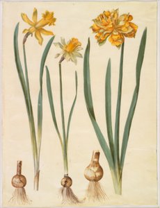 Narcissus pseudonarcissus major (stor påskelilje); Narcissus pseudonarcissus bicolor (tofarvet påskelilje); Narcissus pseudonarcissus af Hans Simon Holtzbecker