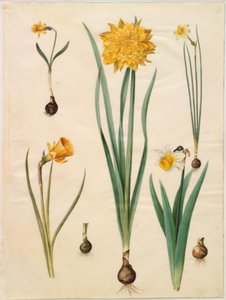 Narcissus pseudonarcissus minor; Narcissus pseudonarcissus (påskelilje); Narcissus ×tenuior; Narcissus bulbocodium (krinoline-narcis); Narcissus pseudonarcissus bicolor (tofarvet påskelilje) af Hans Simon Holtzbecker