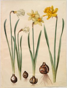 Narcissus pseudonarcissus moschatus (moskus-narcissus); Narcissus ×mediluteus (toblomstret narcissus); Narcissus pseudonarcissus major (stor påskelilje) af Hans Simon Holtzbecker