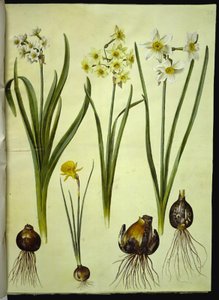 Narcissus tazetta (tazet); Narcissus ×medioluteus (toblomstret narcis); Narcissus bulbocodium (krinolin-narcis) af Hans Simon Holtzbecker