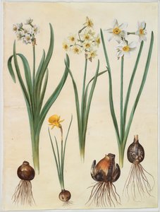 Narcissus tazetta; Narcissus orientalis; Corbularia bulbocodium af Hans Simon Holtzbecker