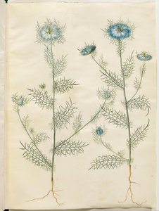 Nigella damascena (jomfru i det grønne) af Hans Simon Holtzbecker