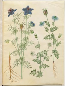 Nigella hispanica (djævlen i busken); Nigella sativa (sortkommen) af Hans Simon Holtzbecker