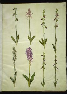 Ophrys apifera eller Ophrys sphegodes (bi-flueblomst eller tidlig flueblomst); "Orchis simia" (fantasiblomst); Ophrys apifera (bi-flueblomst); Orchis (gøgeurt); Orchis militaris (ridder-gøgeurt); Ophrys insectifera (almindelig flueblomst) af Hans Simon Holtzbecker