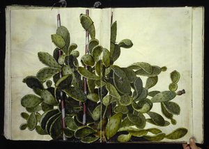 Opuntia ficus-indica, Opuntia humifusa eller Opuntia monacantha (art af figenkaktus) af Hans Simon Holtzbecker