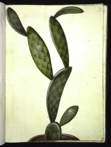 Opuntia monacantha af Hans Simon Holtzbecker