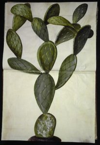 Opuntia monacantha af Hans Simon Holtzbecker