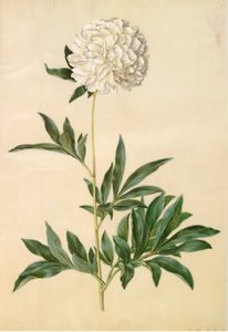 Paeonia lactiflora (silke-peon) af Hans Simon Holtzbecker