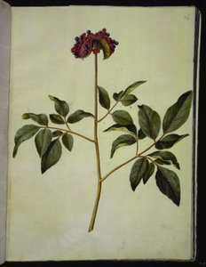 Hanpæon (rose-silkeplante) af Hans Simon Holtzbecker
