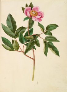 Hanpæon (storbladet pæon) af Hans Simon Holtzbecker