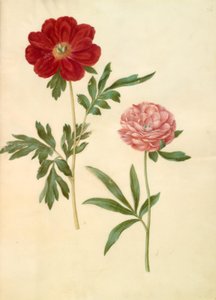 Paeonia officinalis (bonderose) af Hans Simon Holtzbecker
