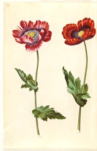 Opiumsvalmue (opiumsvalmue) af Hans Simon Holtzbecker