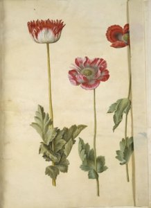 Opiumsvalmue (opiumsvalmue) af Hans Simon Holtzbecker
