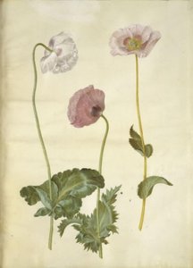 Opiumsvalmue (opiumsvalmue) af Hans Simon Holtzbecker