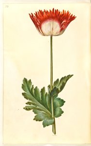 Opiumsvalmue (opiumsvalmue) af Hans Simon Holtzbecker