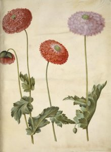 Opiumsvalmue (opiumsvalmue) af Hans Simon Holtzbecker