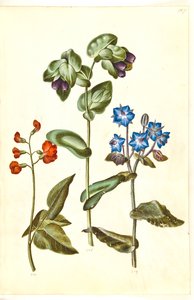 Phaseolus coccineus (pral-bønne); Cerinthe major (stor voksurt); Borago officinalis (almindelig hjulkrone) af Hans Simon Holtzbecker