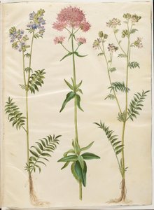Polemonium caeruleum (almindelig jakobsstige); Centranthus ruber (rød sporebaldrian) af Hans Simon Holtzbecker