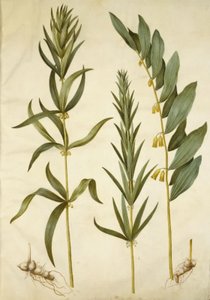 Polygonatum verticillatum (kranseliljekonval); Polygonatum multiflorum (stor liljekonval) af Hans Simon Holtzbecker