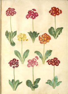 Primula ×pubescens (have-aurikel) af Hans Simon Holtzbecker