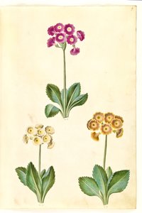 Primula ×pubescens (have-aurikel) af Hans Simon Holtzbecker