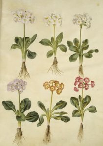 Primula ×pubescens (have-aurikel) af Hans Simon Holtzbecker