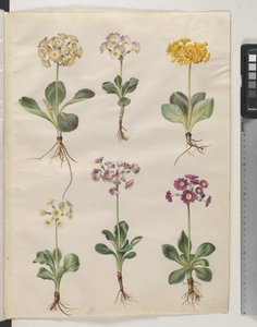Primula ×pubescens Wulfen (har auricula) af Hans Simon Holtzbecker