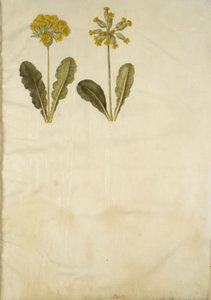 Primula veris (hybrid af hulkravet kodriver); Primula veris (hulkravet kodriver) af Hans Simon Holtzbecker
