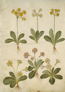 Primula veris (hybrid af hulkravet kodriver); Primula vulgaris (hybrid af storblomstret kodriver) af Hans Simon Holtzbecker