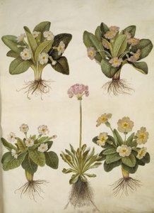 Primula vulgaris (hybrid af storblomstret kodriver); Primula farinosa (melet kodriver) af Hans Simon Holtzbecker