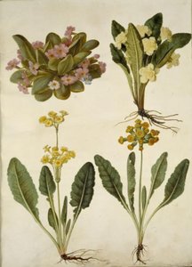 Primula vulgaris (karnevals-kodriver); Primula vulgaris (hybrid af storblomstret kodriver); Primula veris (hybrid af hulkravet kodriver) af Hans Simon Holtzbecker