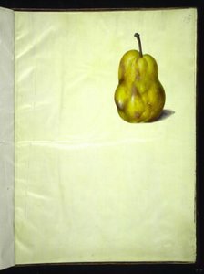 Pyrus communis (almindelig pære) af Hans Simon Holtzbecker