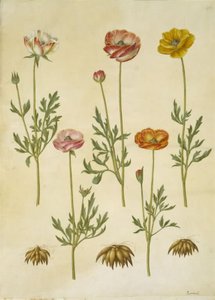 Ranunculus asiatica (har-ranunkel) af Hans Simon Holtzbecker