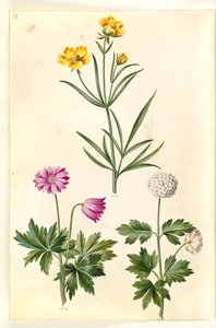 Ranunculus Illyricus (steppe-ranunkel); Skovanemone (hvid anemone) af Hans Simon Holtzbecker