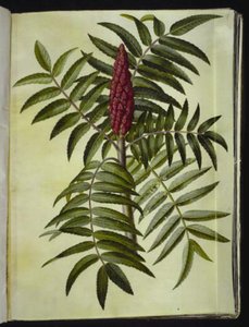 Rhus typhina (hjortetaktræ) af Hans Simon Holtzbecker
