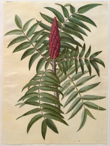 Rhus typhina af Hans Simon Holtzbecker