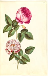 Rosa × centifolia (centifolie-rose); Rosa gallica versicolor (