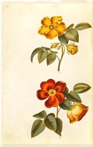Rosa foetida (gul rose); Rosa foetida (tyrkisk rose) af Hans Simon Holtzbecker