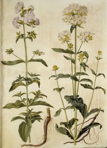 Saponaria officinalis (almindelig sæbeurt) af Hans Simon Holtzbecker