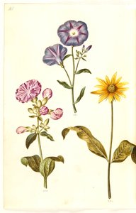 Saponaria officinalis (almindelig sæbeurt); Convolvulus tricolor (jomfruskørt); Helianthus (?) (solsikke-art) af Hans Simon Holtzbecker