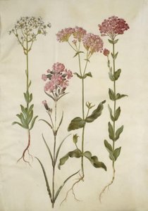 Saxifraga paniculata (klippe-stenbræk); Silene viscaria (almindelig tjærenellike); Silene armeria (knippe-limurt); af Hans Simon Holtzbecker