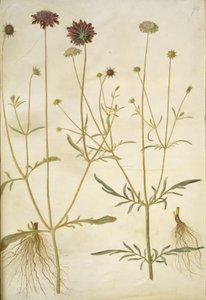Scabiosa atropurpurea (enkeblomst); Scabiosa columbaria (to-skabiose) af Hans Simon Holtzbecker