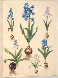 Scilla bifolia (tobladet skilla); Orientalsk hyacint (almindelig hyacint); smuk skilla (himmelblå skilla) af Hans Simon Holtzbecker