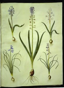 Scilla bifolia (tobladet skilla); Muscari comosum (duskhyacint); Brimeura amethystina (pyrenæisk hyacint) af Hans Simon Holtzbecker