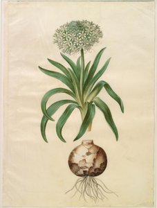Scilla peruviana (kæmpe-skilla) af Hans Simon Holtzbecker