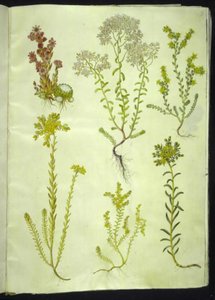Sempervivum arachnoideum (spindelvæv-husløg); Sedum album (hvid stenurt); Sedum acre (bidende stenurt); Sedum rupestre (bjerg-stenurt); Sedum sexangulare (seksradet stenurt) af Hans Simon Holtzbecker
